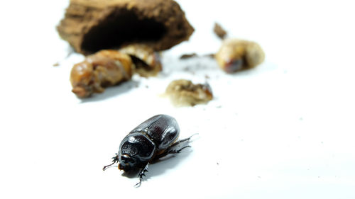 High angle view of insect on white background