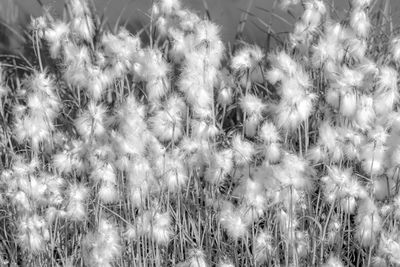 Close-up of grass growing in field