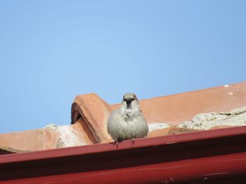 Low angle view of bird on roof against clear blue sky