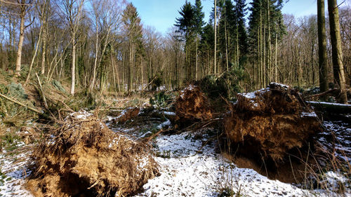 Panoramic view of trees growing in forest