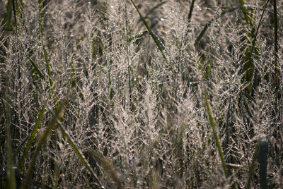 Full frame shot of plants on field