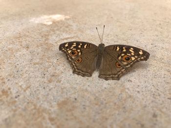 Close-up of butterfly