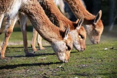 Side view of lamas grazing on grassy field