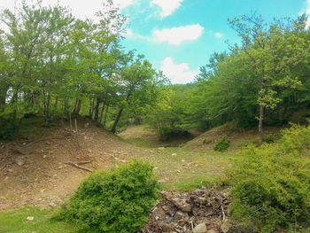 Trees on landscape