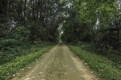 Road amidst trees in forest