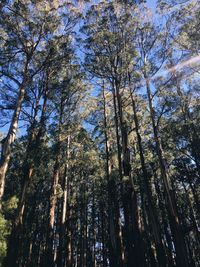 Low angle view of trees in forest against sky