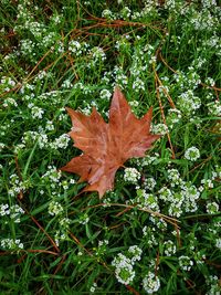 High angle view of maple leaf on field