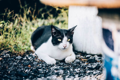 Portrait of cat relaxing outdoors