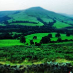 Scenic view of grassy field