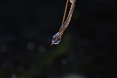 Close-up of water drops on plant