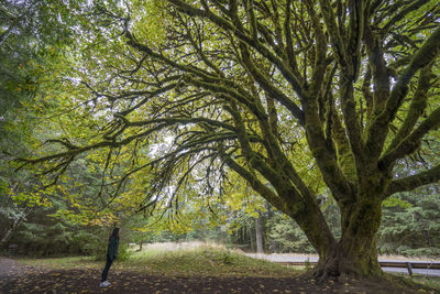 Side view of woman standing by tree in forest