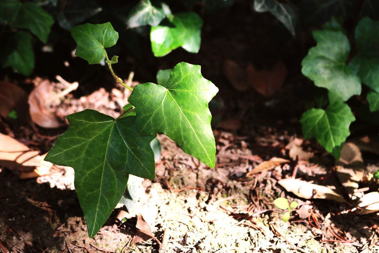 HIGH ANGLE VIEW OF FRESH LEAVES ON FIELD