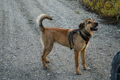 Dog looking away on road in city