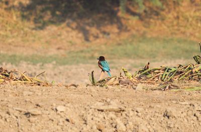 Side view of a man walking on field