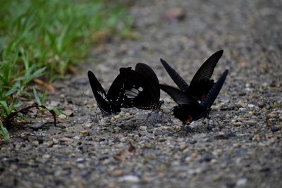 Black birds flying over land