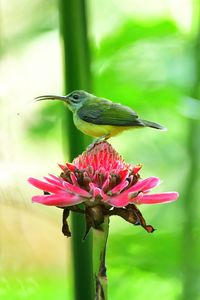 Close-up of bird perching on flower