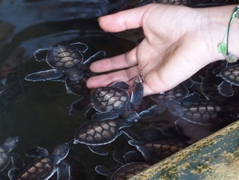 Cropped hand of person touching baby turtles in pond