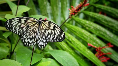 Butterfly pollinating flower