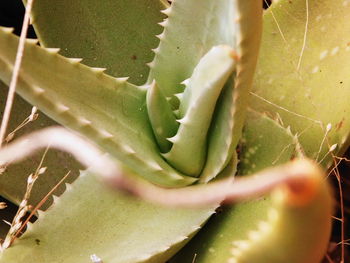 Close-up of succulent plant