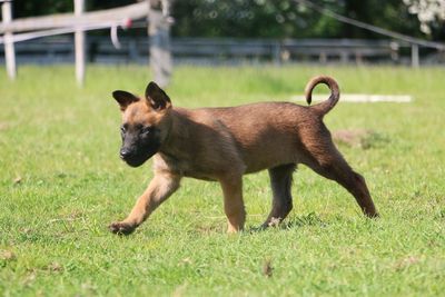 Dog running in grassy field