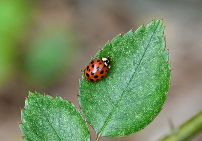 Close-up of ladybug on leaf