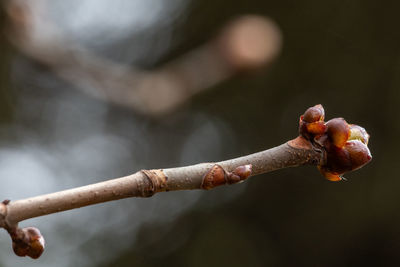 branch