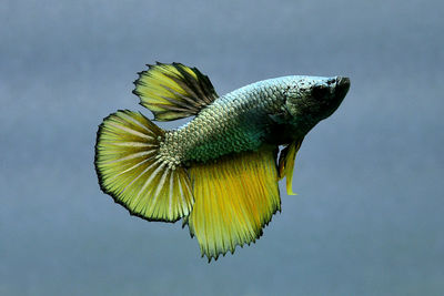 Multi color betta fish hmpk from thailand or siamese fighting fish on isolated grey background