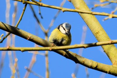 Low angle view of bird perching on tree against blue sky