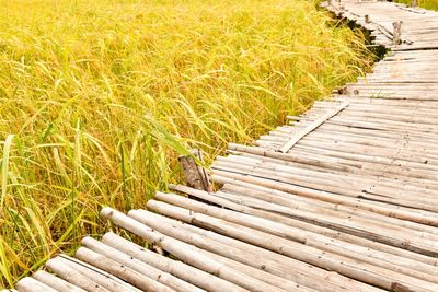 Boardwalk amidst plants on field