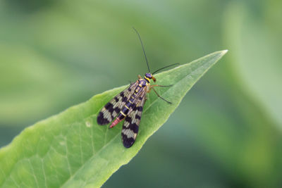 Close-up of butterfly on leaf