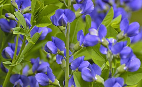 Close-up of purple flowering plants