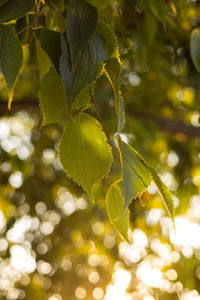 Low angle view of plant