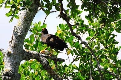 Low angle view of bird perching on tree