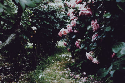 Pink flowering plant in sunlight