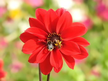 Close-up of red pollinating flower