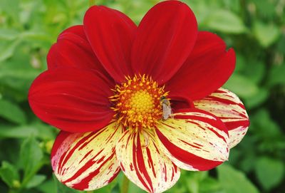 Close-up of red flower