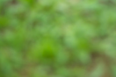 Full frame shot of blurred plants