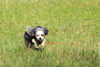 Scenic view of a running small dog in the field