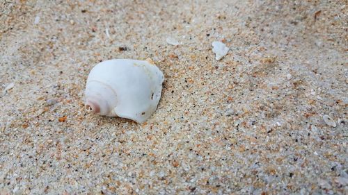 Close-up of crab on sand