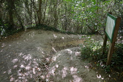 Footpath amidst trees in forest