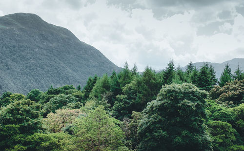 Scenic view of forest against sky