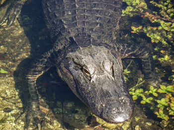 Close-up of alligator at lakeshore