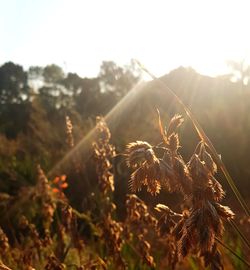 Close-up of wilted plant on field against sky