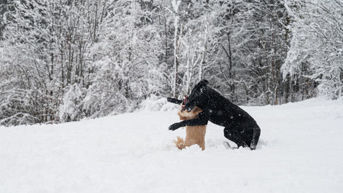 Woman with dog in snow