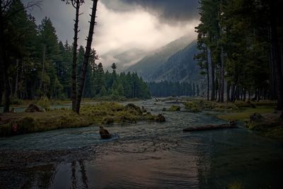 Scenic view of river amidst trees against sky