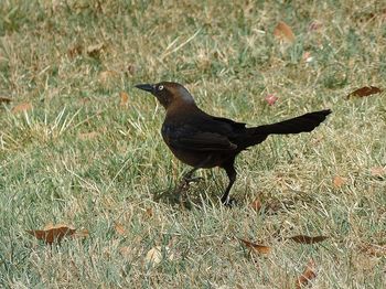 Close-up of bird perching on field