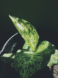 Close-up of leaf over black background