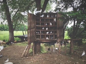 Pigeons in birdhouse against goats on field