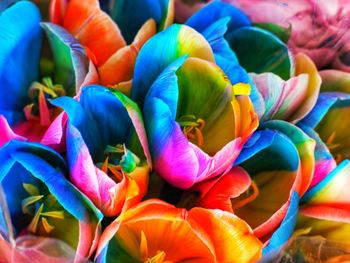 Full frame shot of multi colored flowering plants