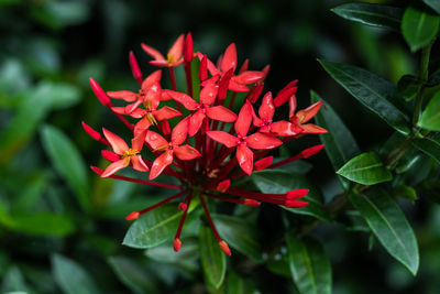 Close-up of red flowering plant